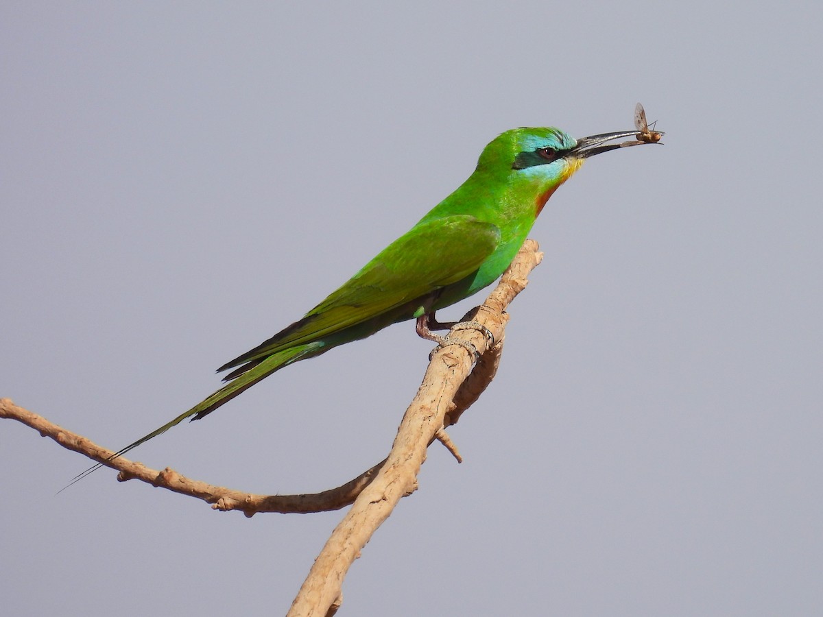 Blue-cheeked Bee-eater - ML619680740