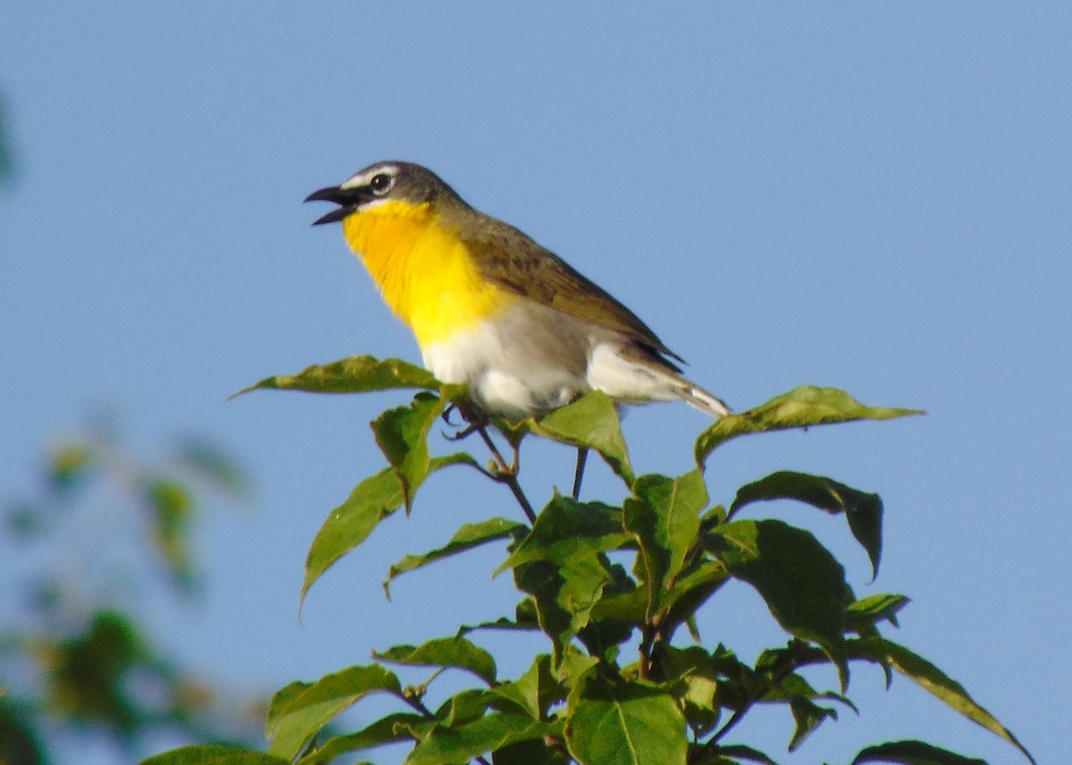 Yellow-breasted Chat - ML619680746