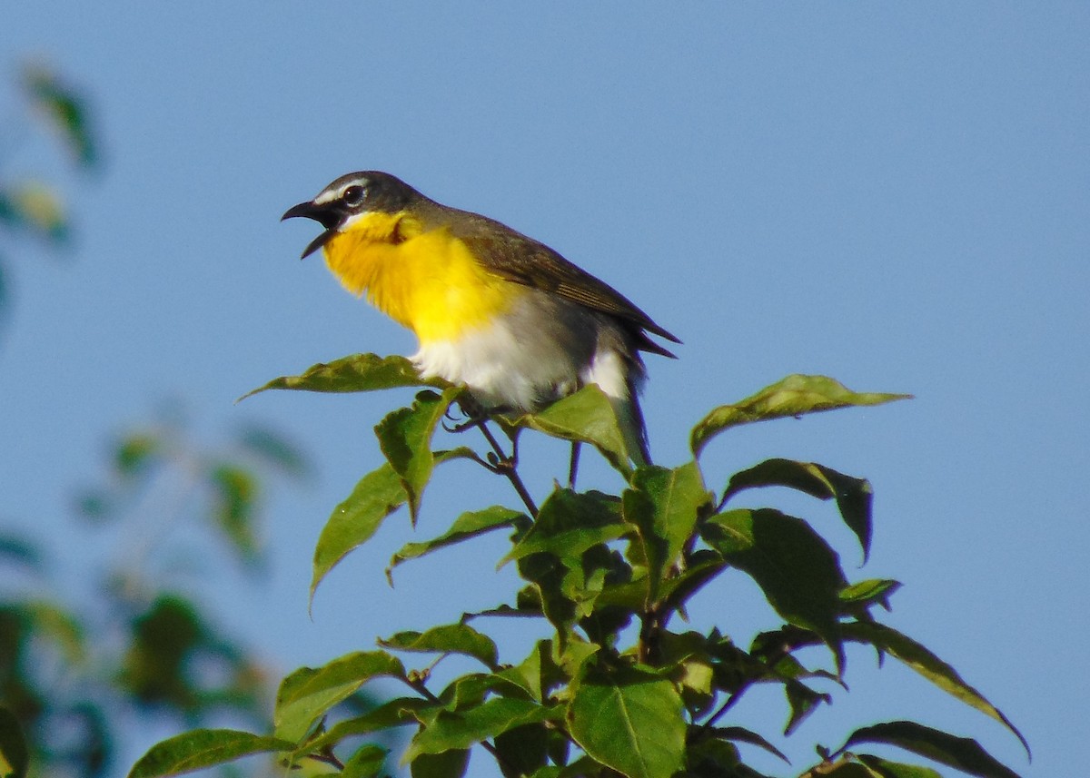 Yellow-breasted Chat - ML619680756