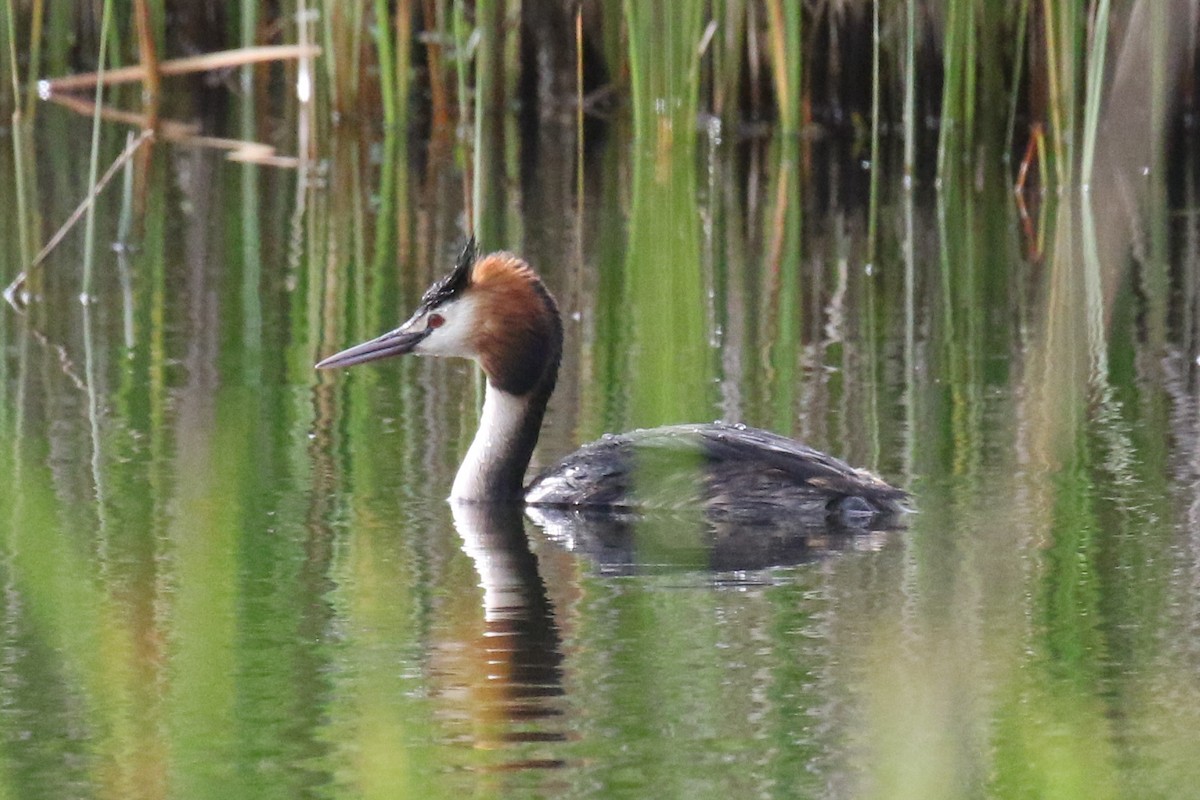 Great Crested Grebe - ML619680812