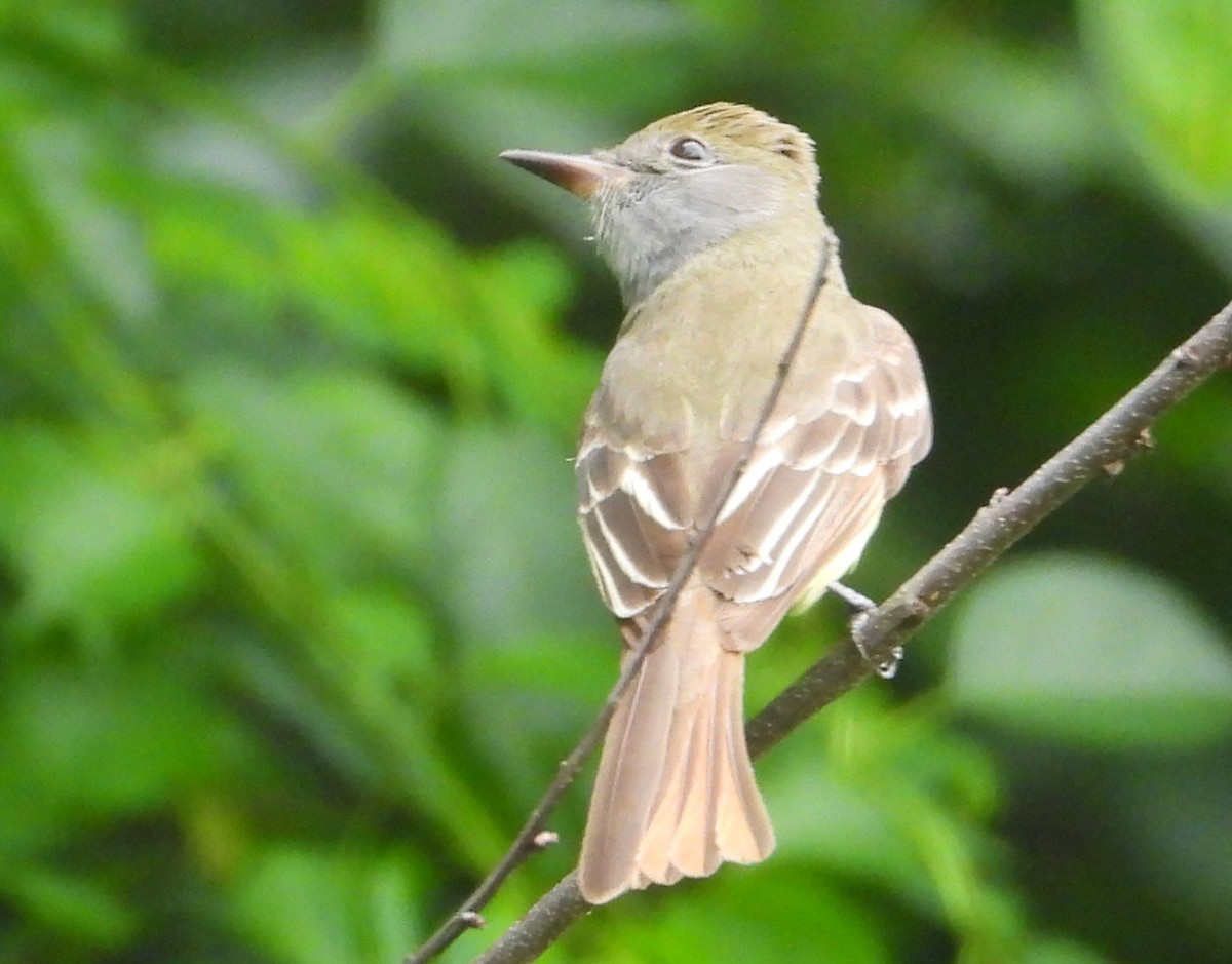 Great Crested Flycatcher - ML619680862
