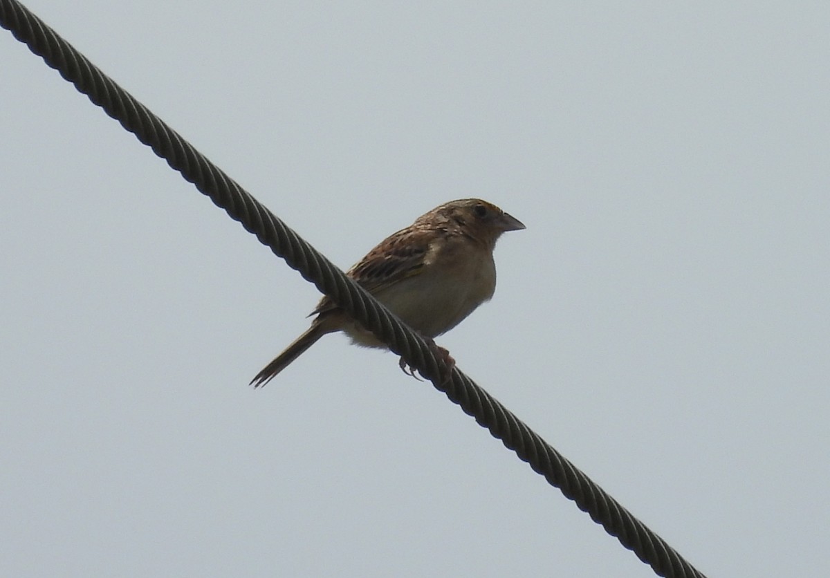 Grasshopper Sparrow - ML619680931