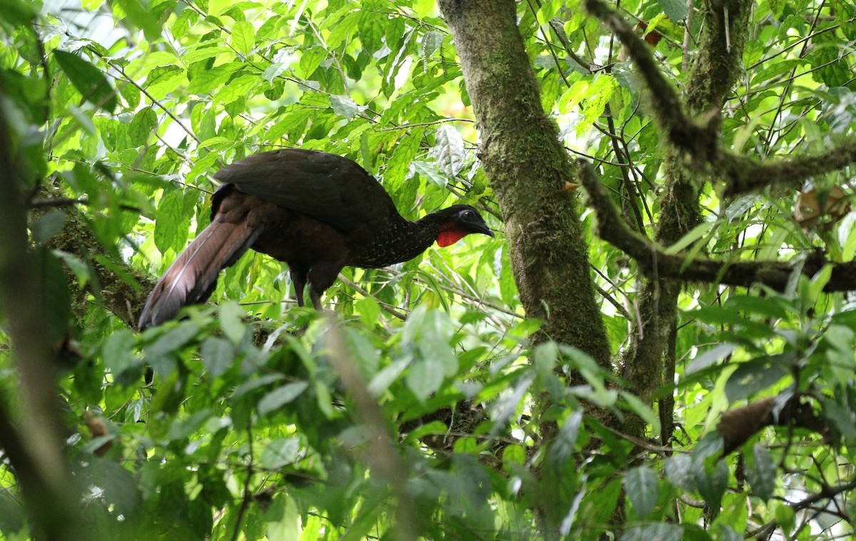 Crested Guan - ML619680954