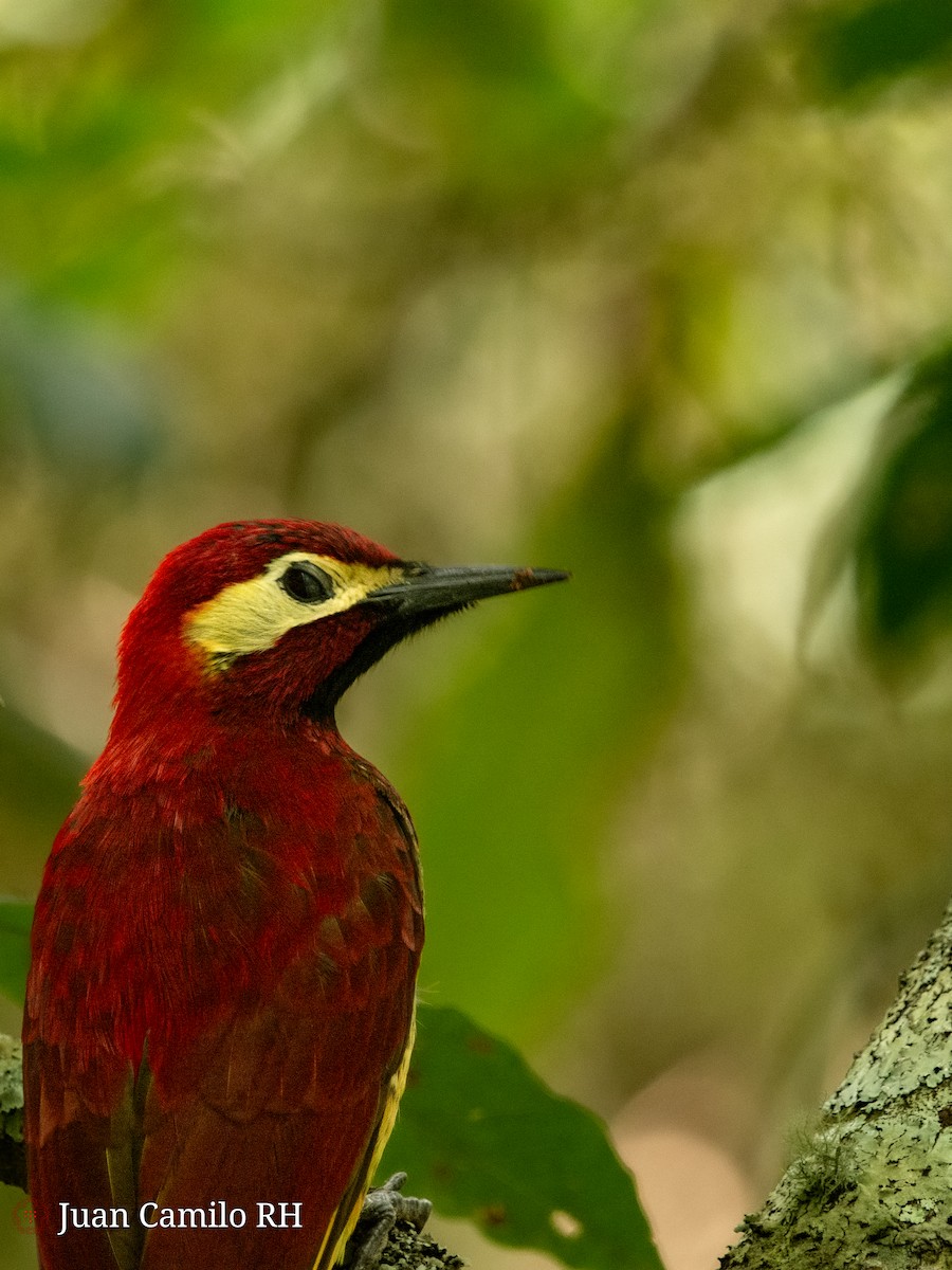 Crimson-mantled Woodpecker - ML619680964