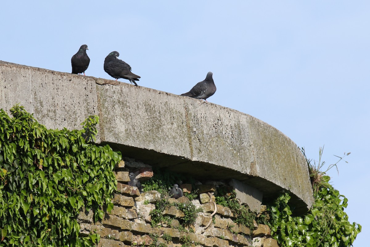 Rock Pigeon (Feral Pigeon) - ML619680983