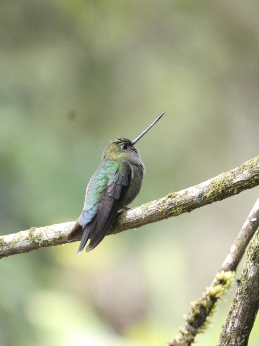 kolibřík zelenočelý - ML619680987