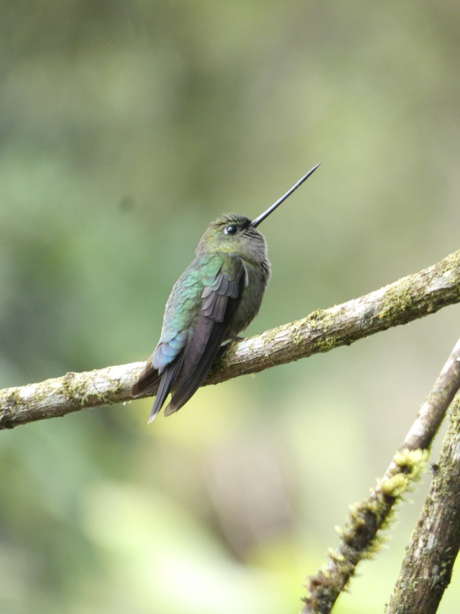 kolibřík zelenočelý - ML619680988