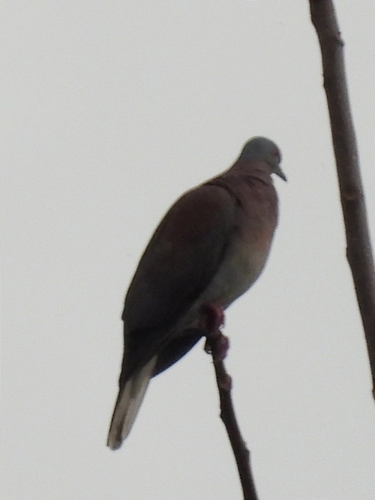 Pale-vented Pigeon - ML619681000