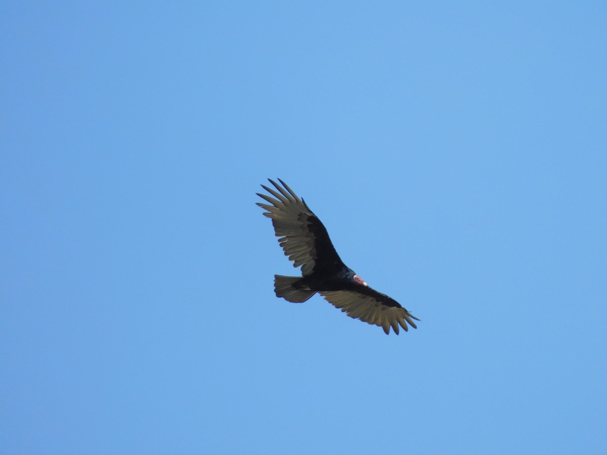 Turkey Vulture (Tropical) - ML619681019