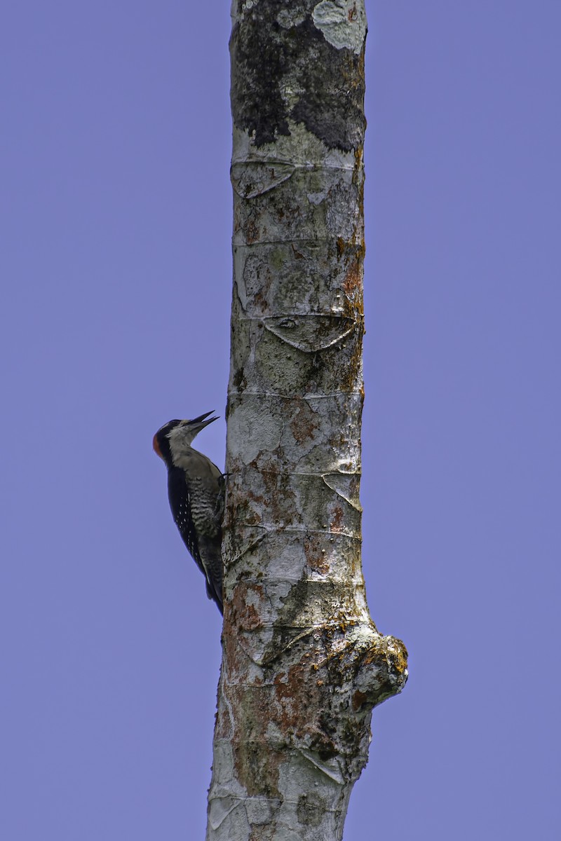 Black-cheeked Woodpecker - ML619681064