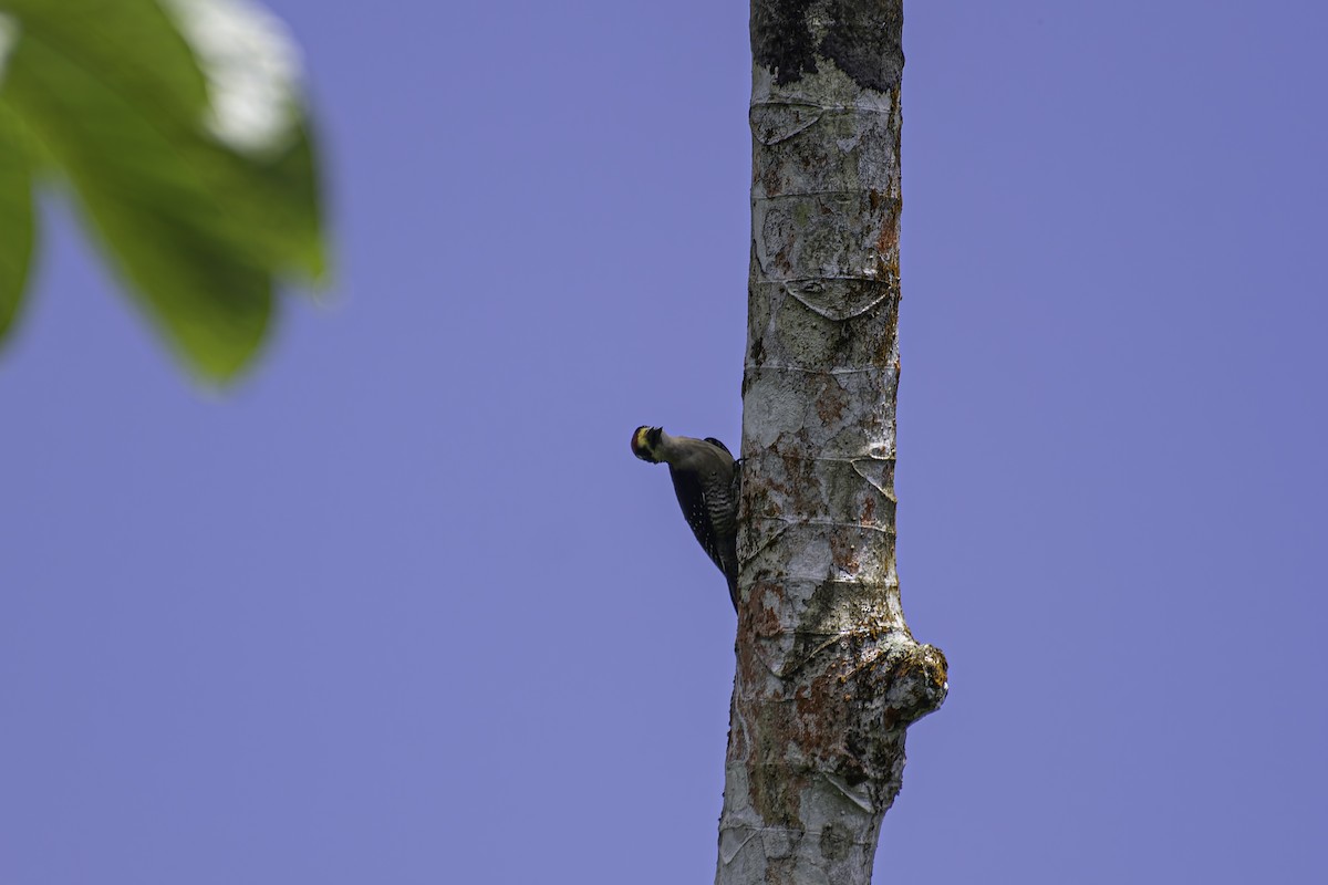 Black-cheeked Woodpecker - ML619681070