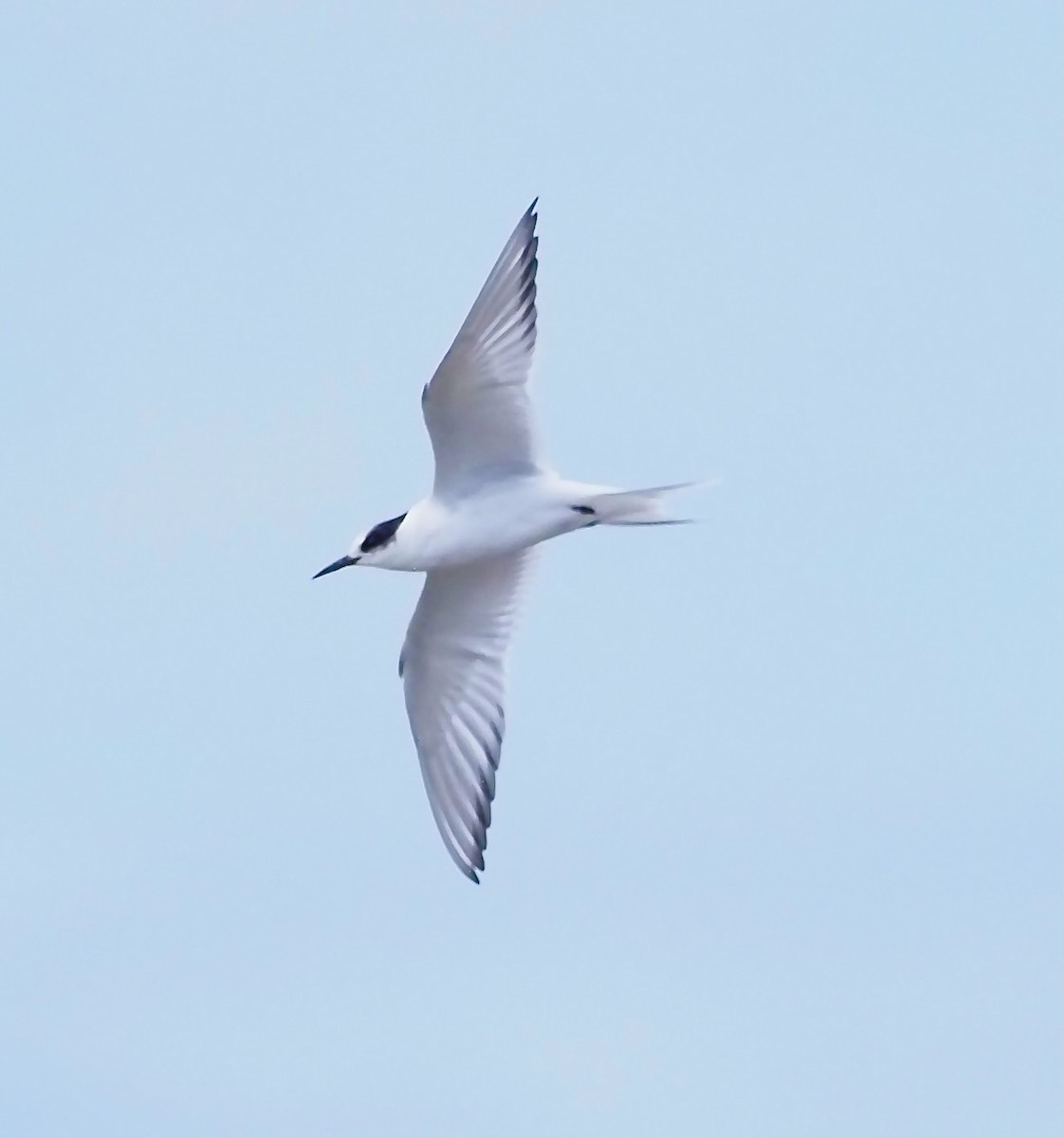 Arctic Tern - ML619681071