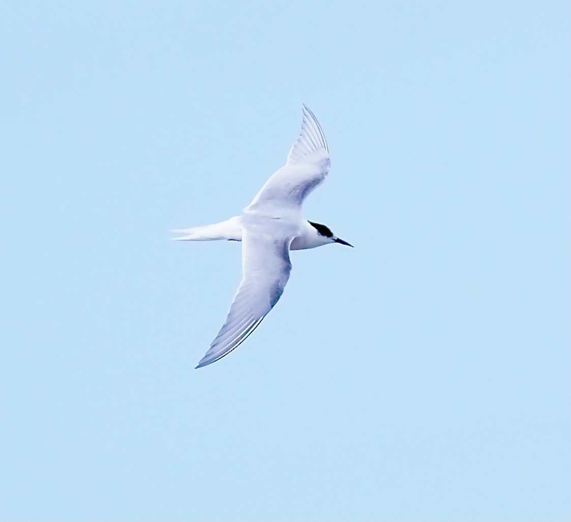 Arctic Tern - ML619681087