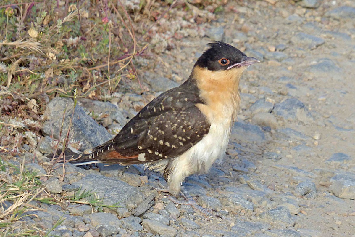 Great Spotted Cuckoo - ML619681102