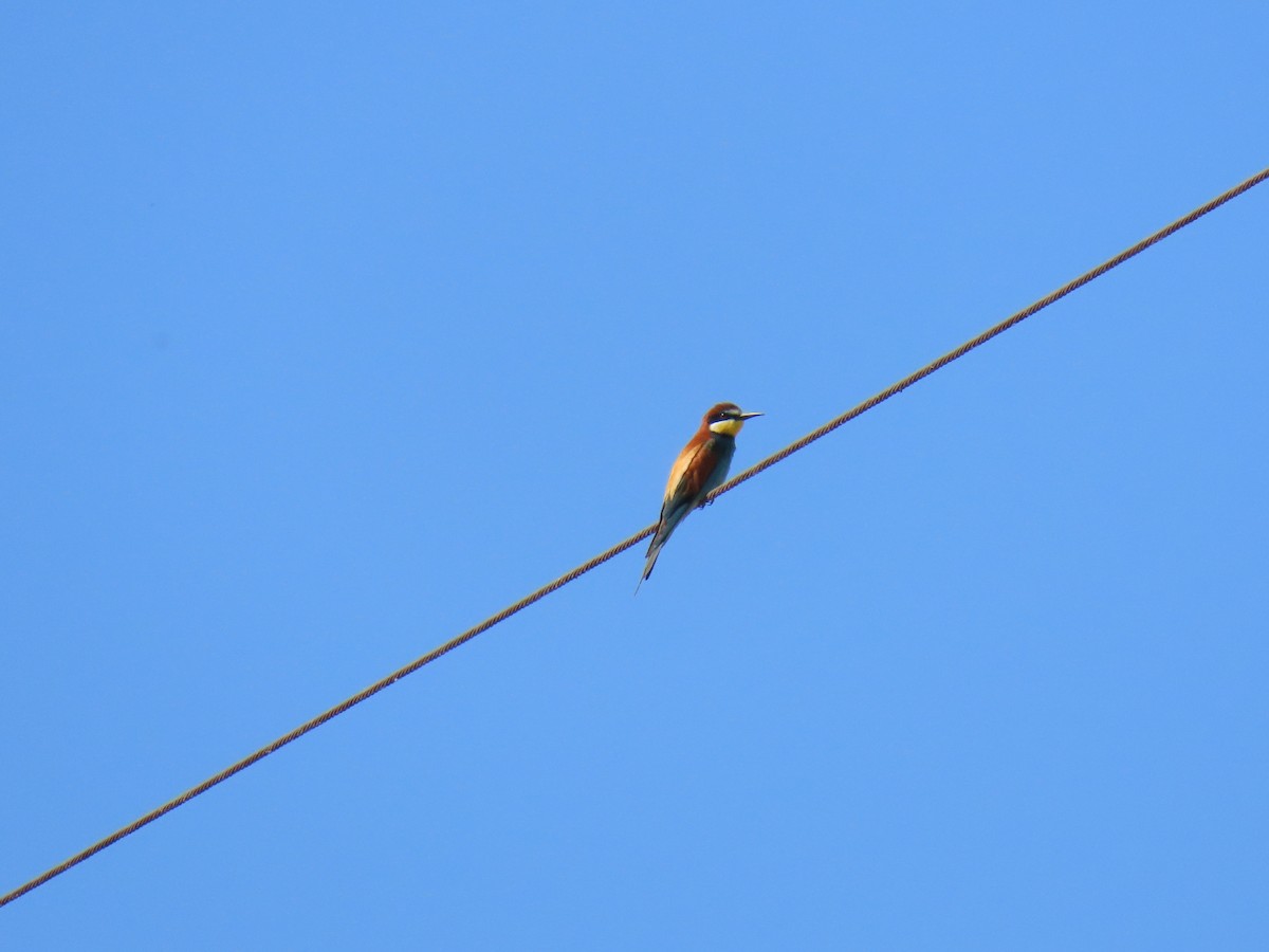 European Bee-eater - ML619681147
