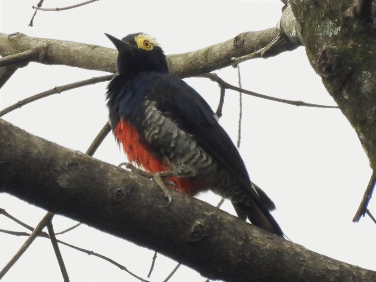 Yellow-tufted Woodpecker - ML619681169