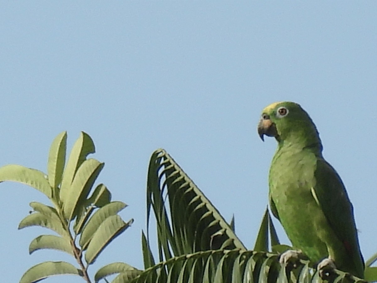 Yellow-crowned Parrot - ML619681182