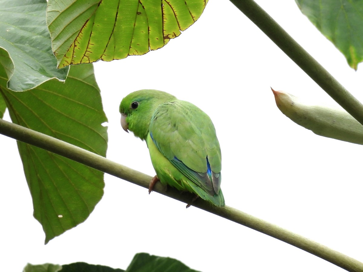 Spectacled Parrotlet - ML619681198