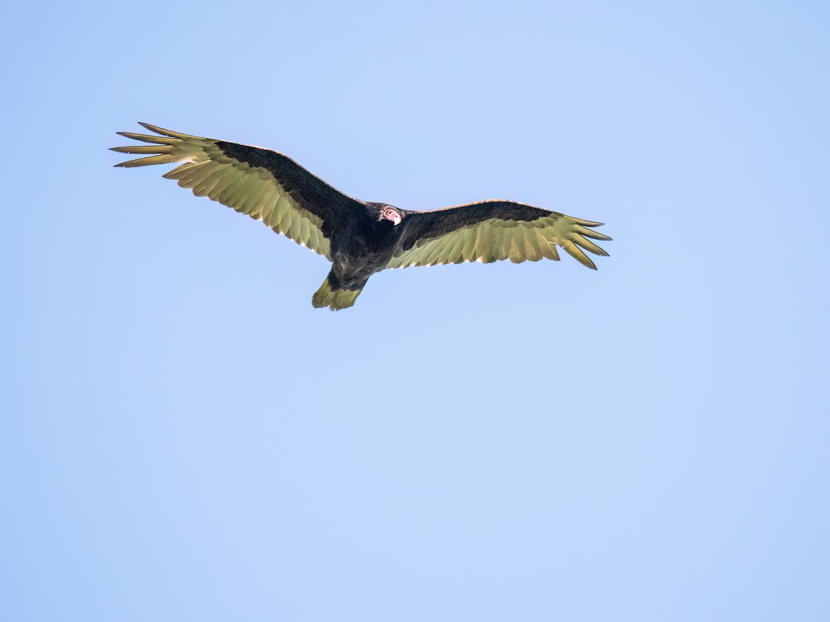 Turkey Vulture - ML619681227