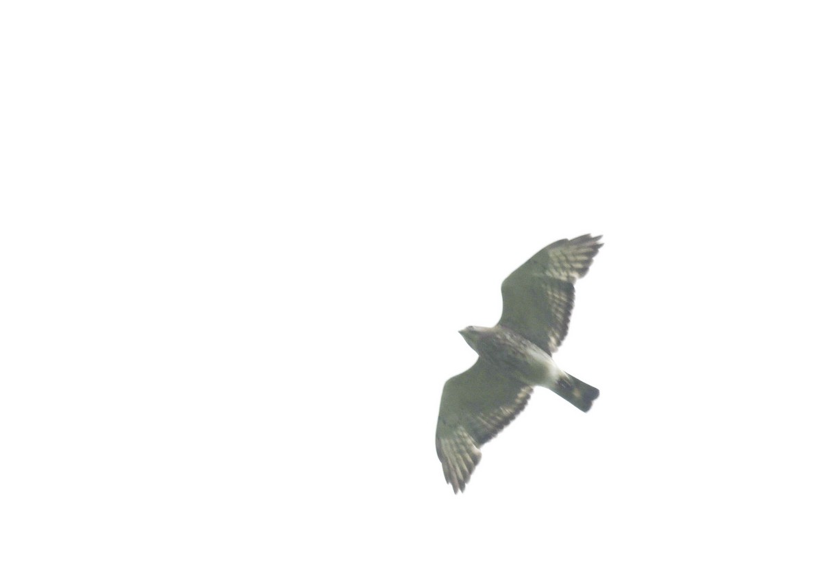 Broad-winged Hawk - ML619681250