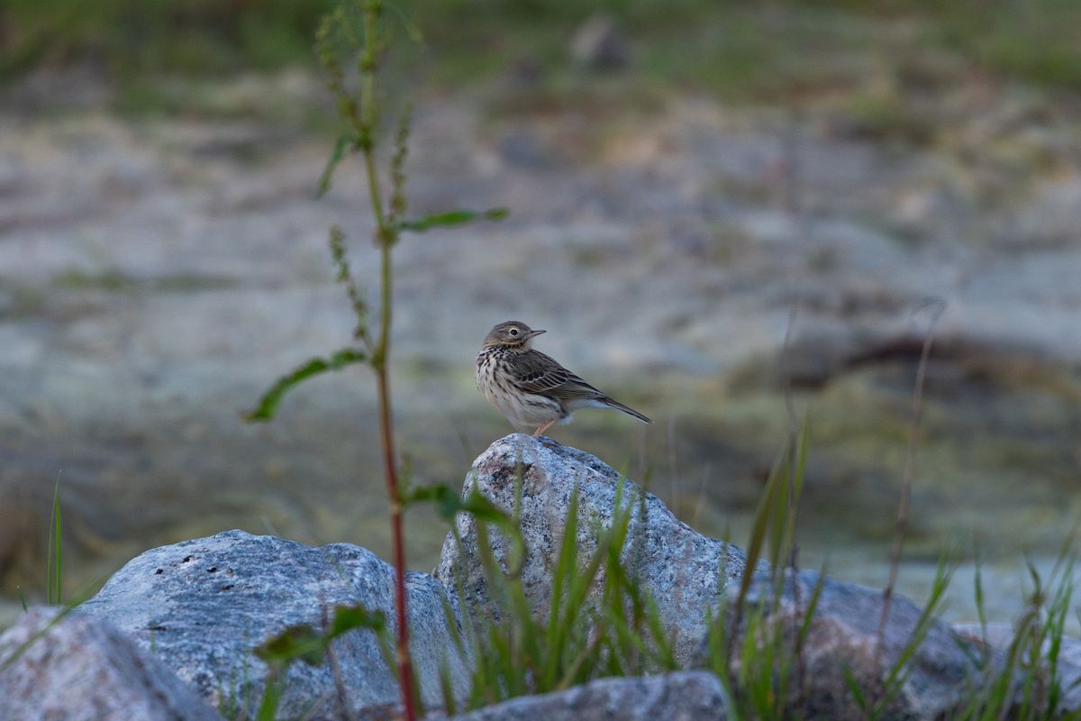Meadow Pipit - ML619681259