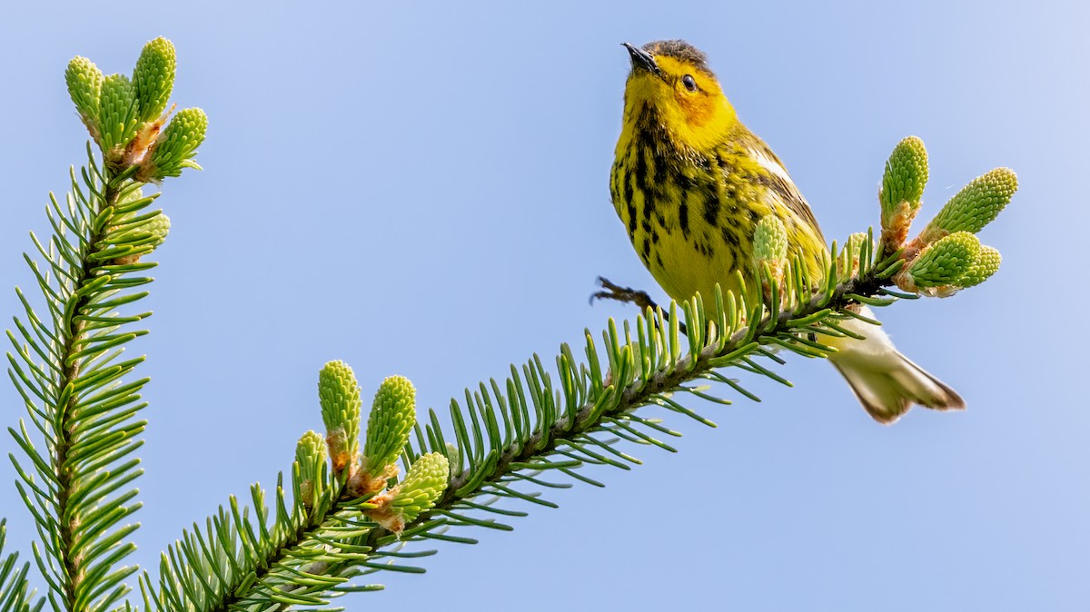 Cape May Warbler - ML619681311