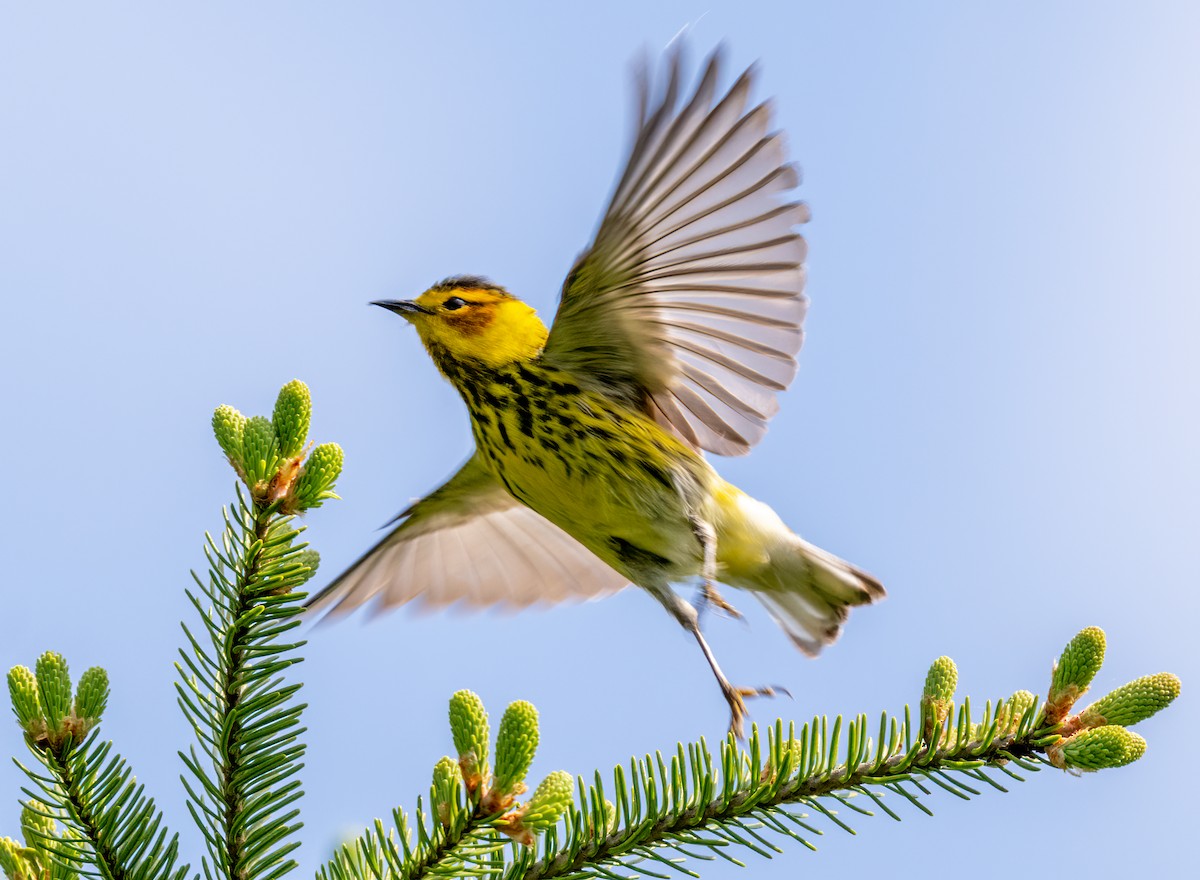 Cape May Warbler - ML619681312