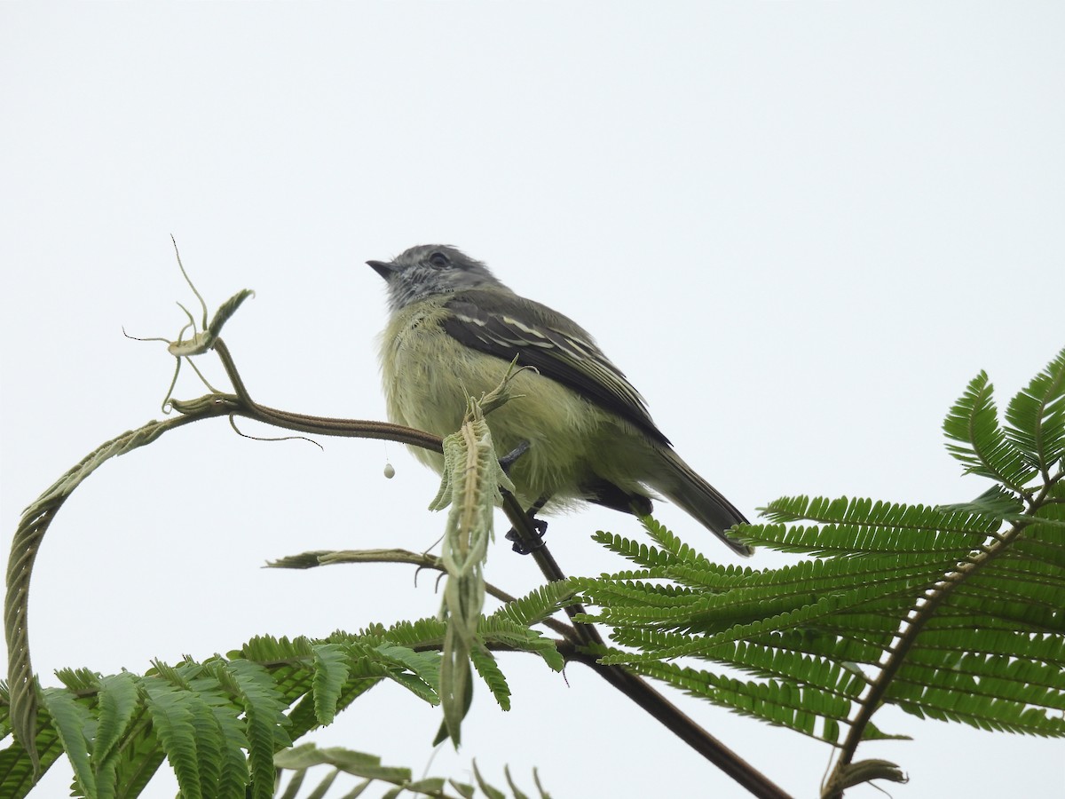 Yellow-crowned Tyrannulet - ML619681313