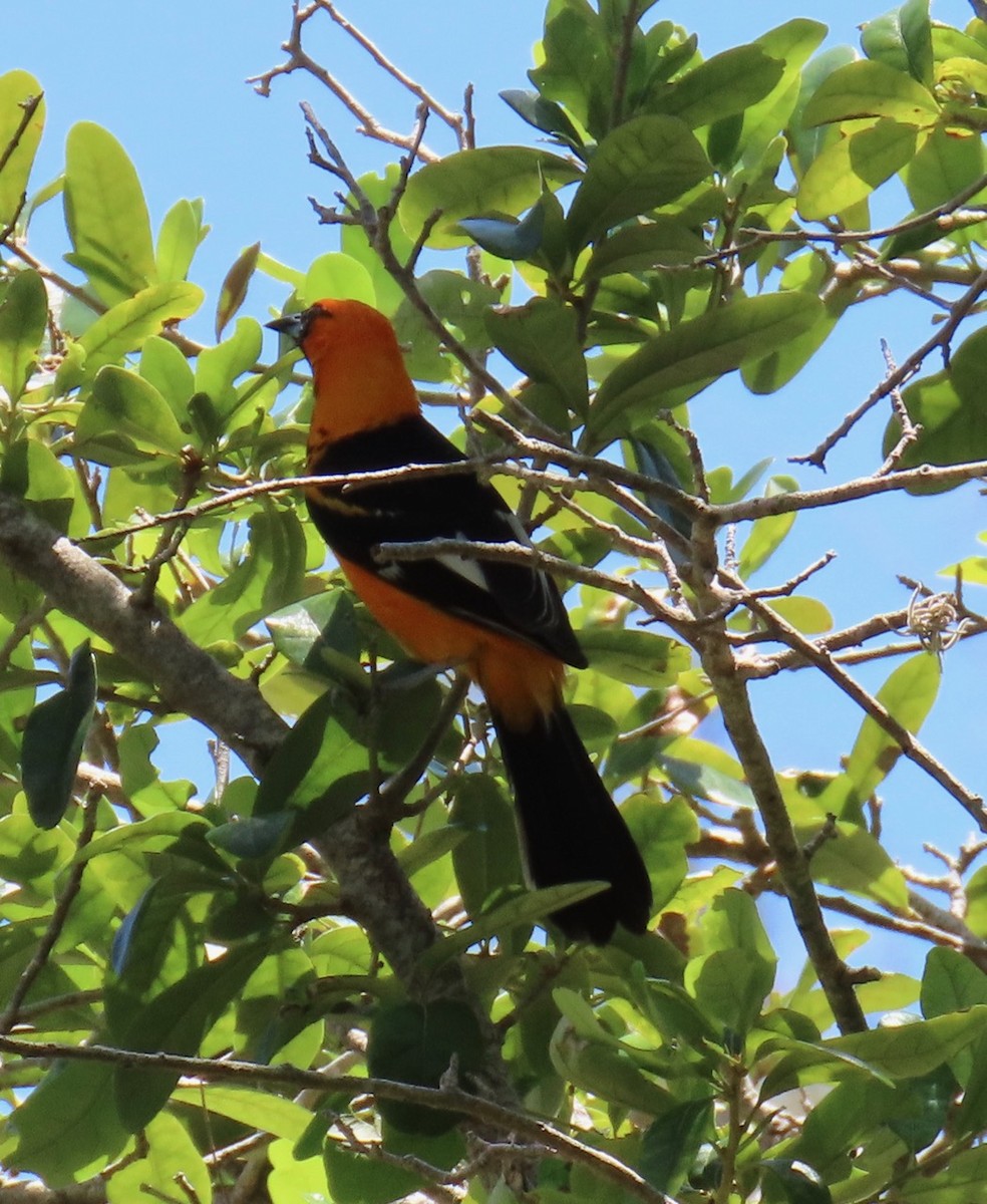 Spot-breasted Oriole - ML619681320