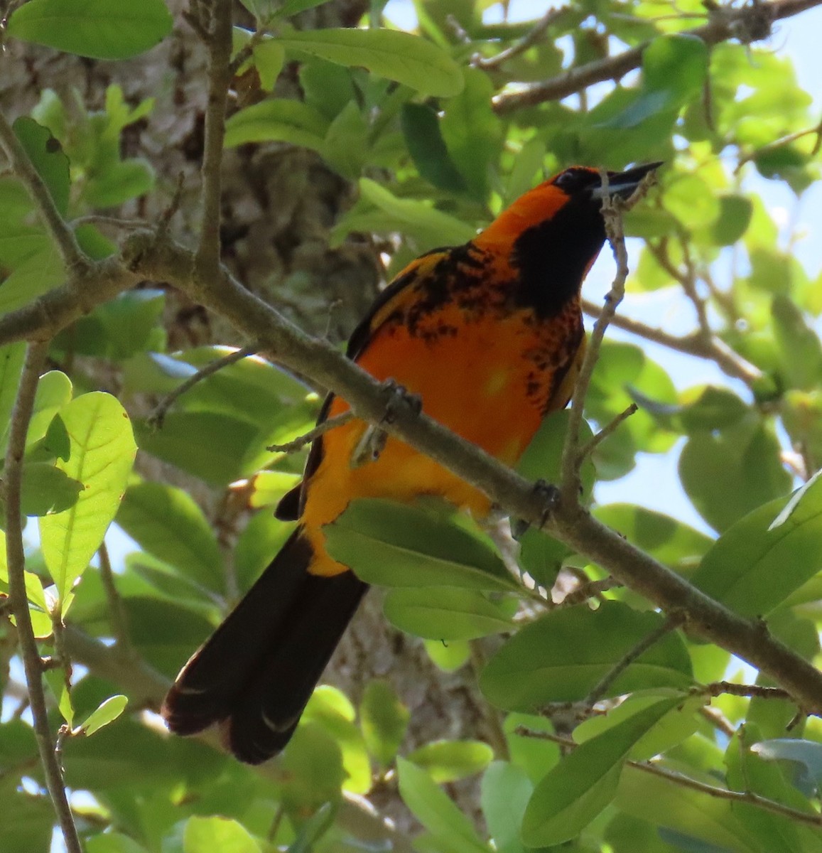 Spot-breasted Oriole - ML619681321