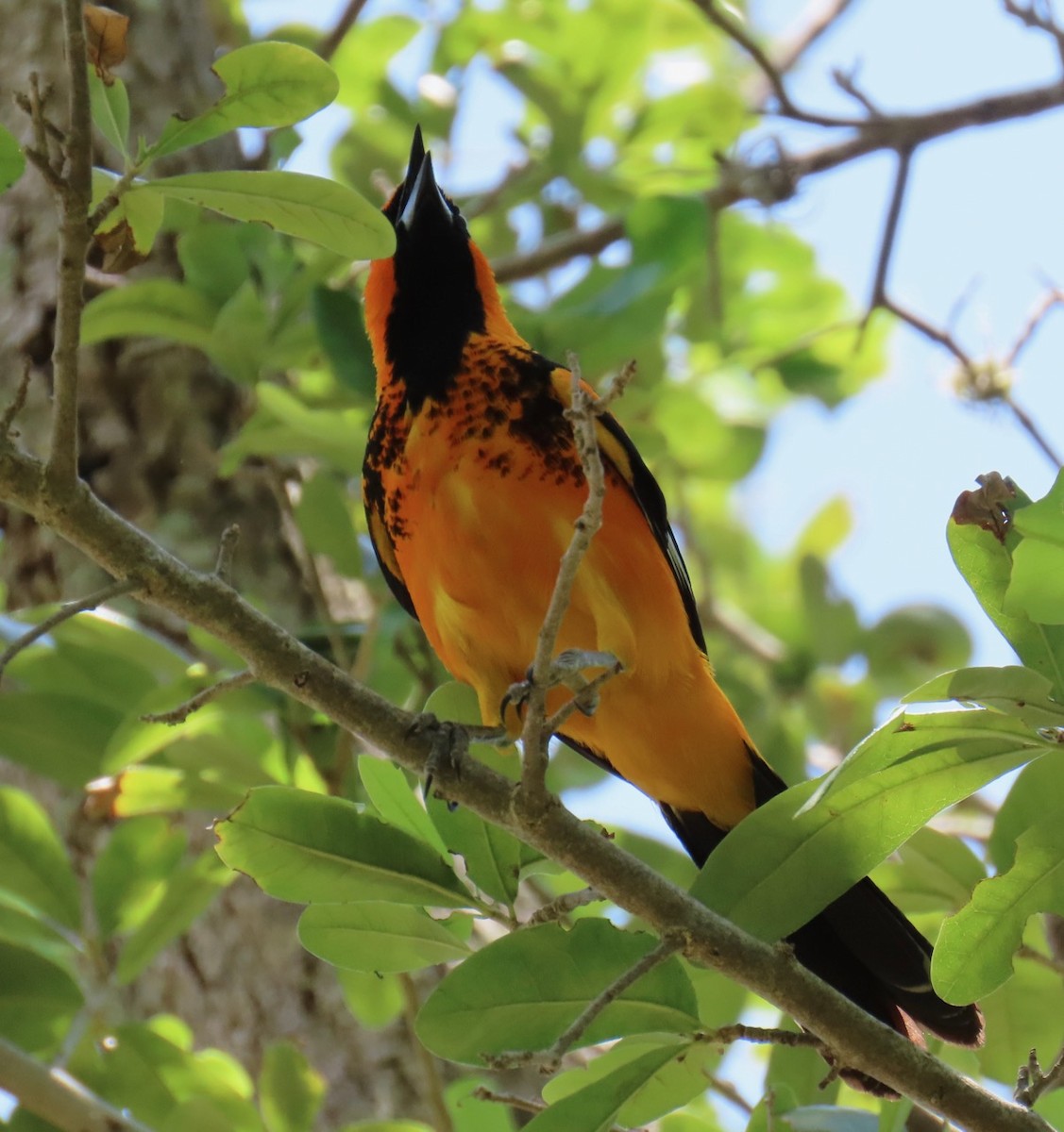 Spot-breasted Oriole - ML619681322