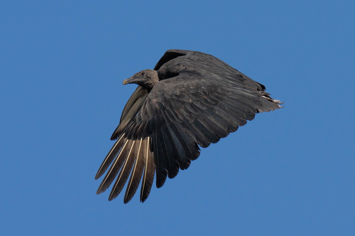 Black Vulture - ML619681323