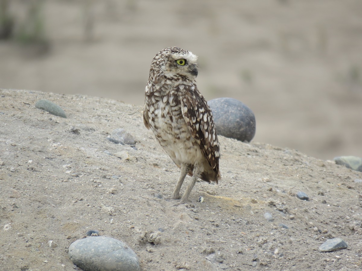 Burrowing Owl - ML619681394