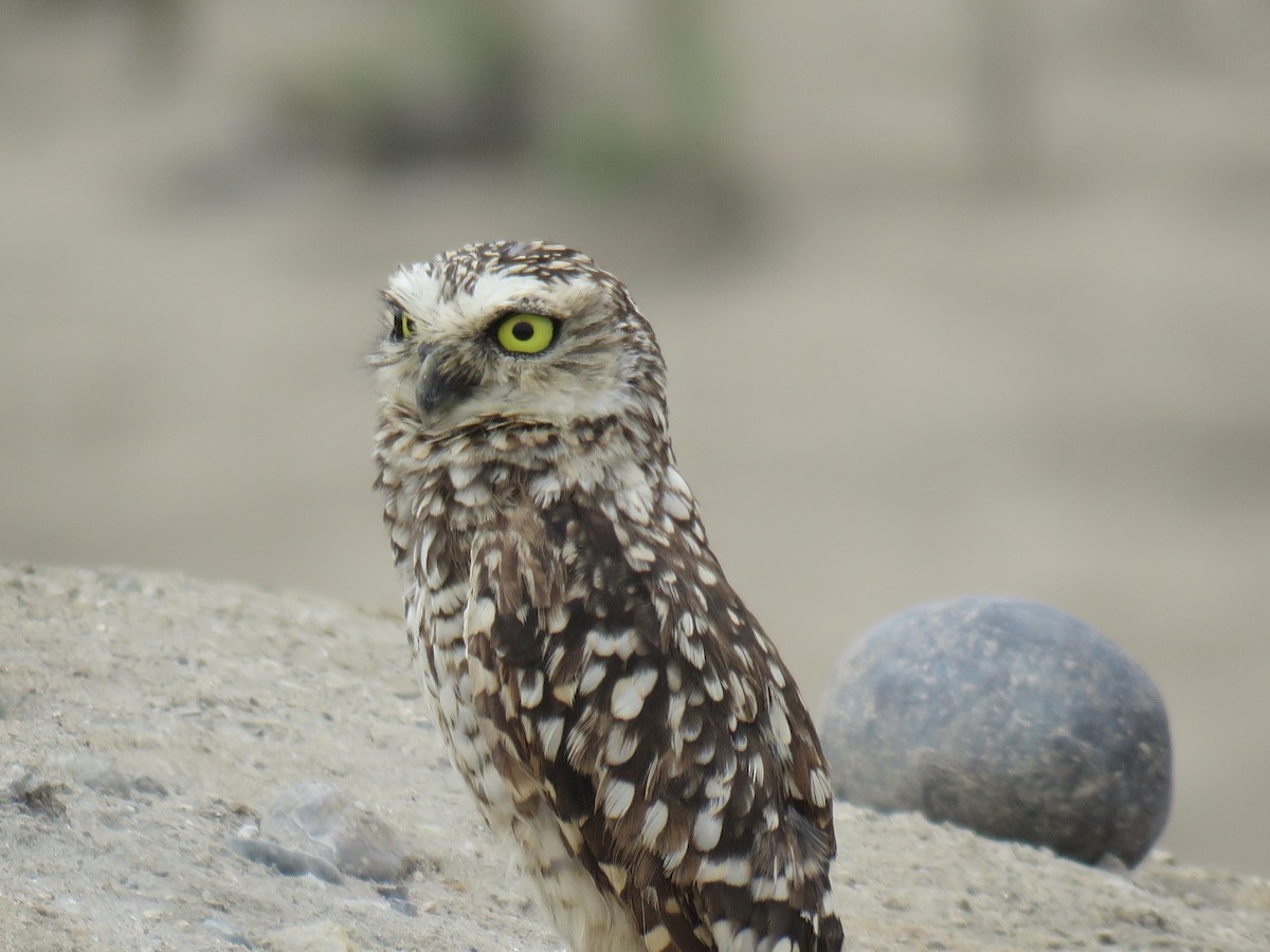 Burrowing Owl - ML619681395