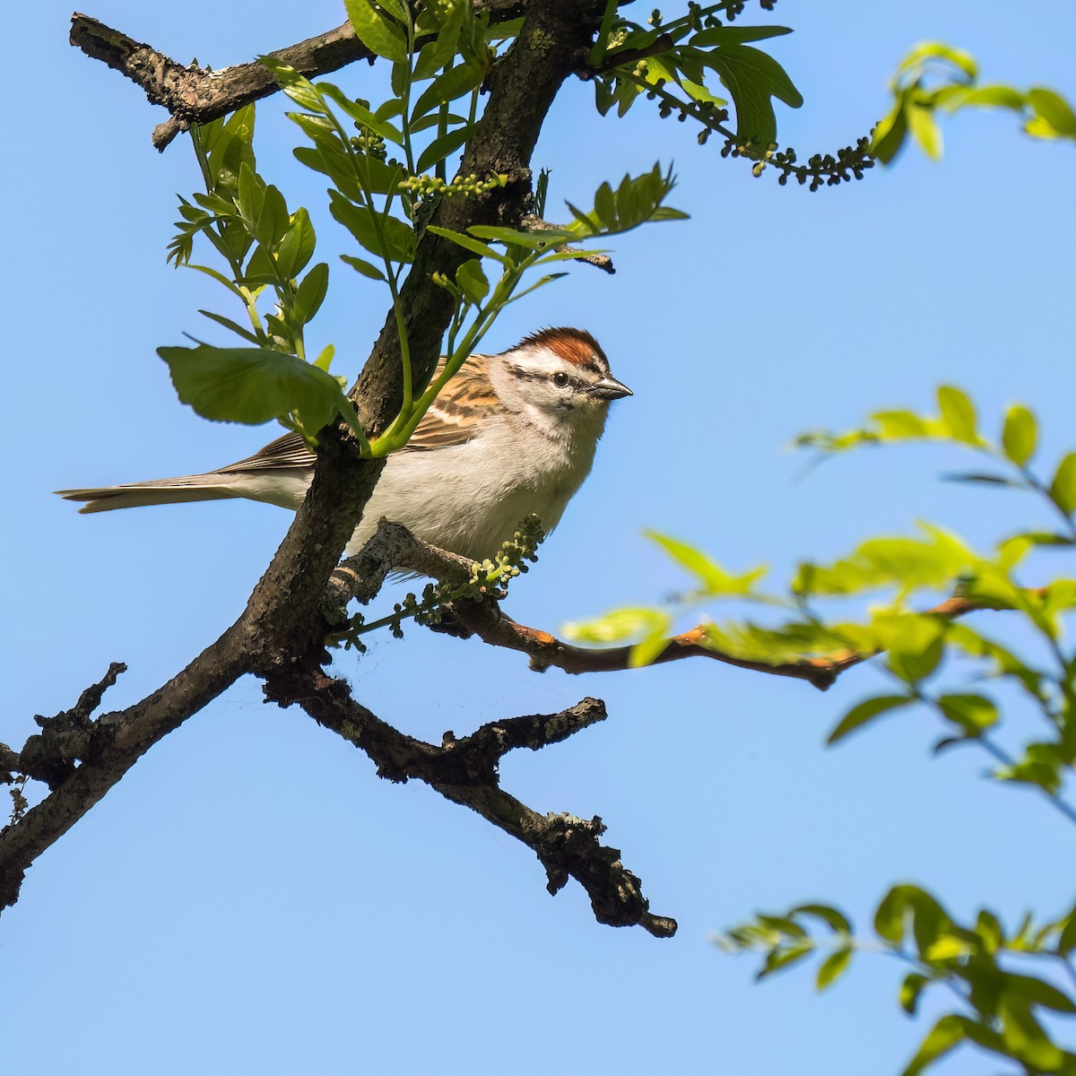 Chipping Sparrow - ML619681446