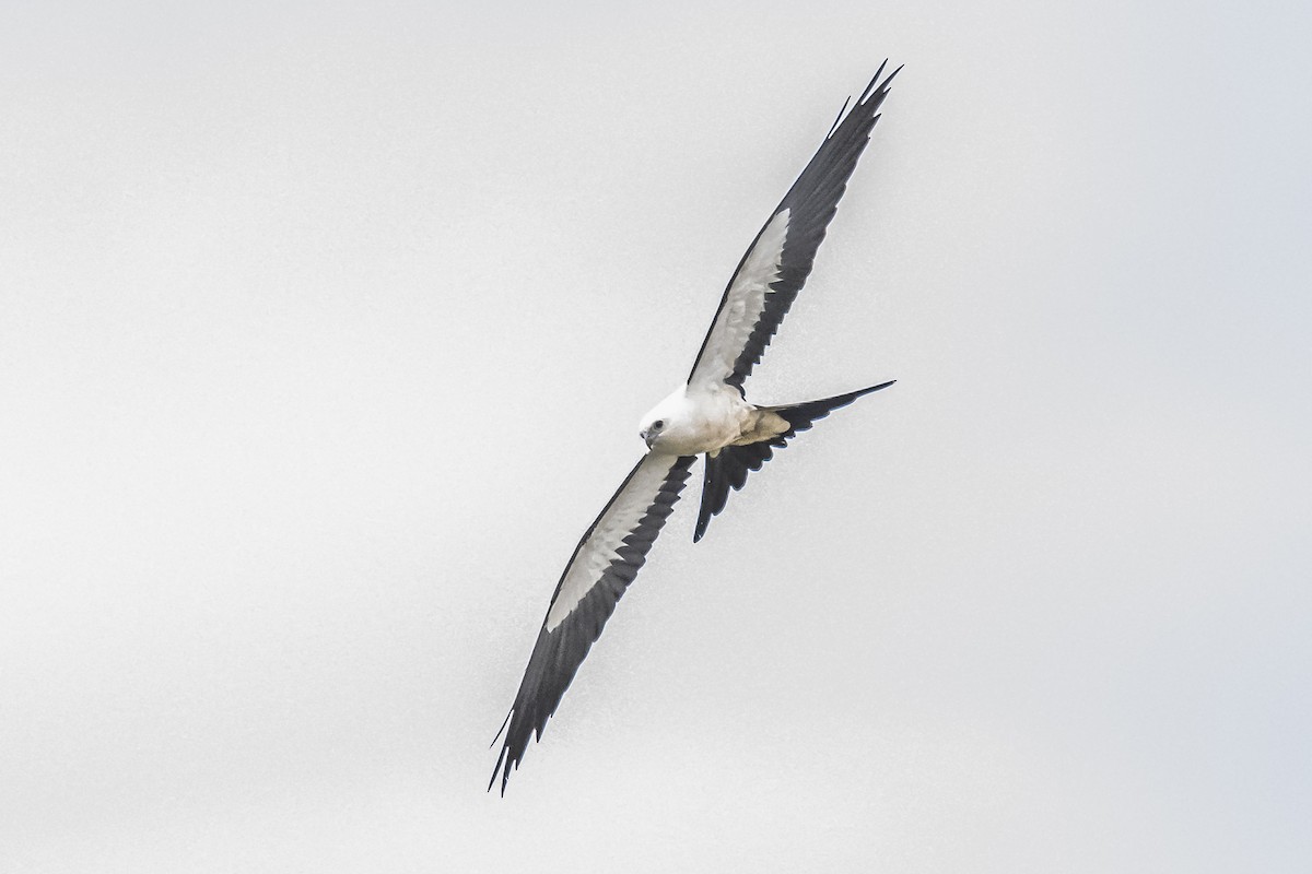 Swallow-tailed Kite - ML619681477