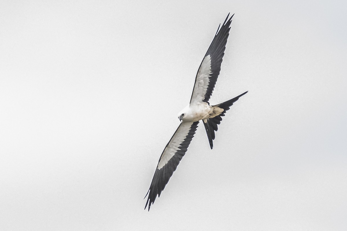 Swallow-tailed Kite - ML619681478