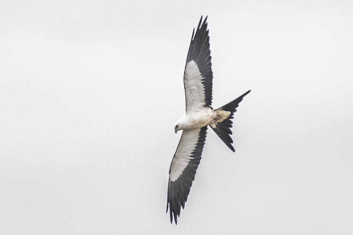 Swallow-tailed Kite - ML619681479