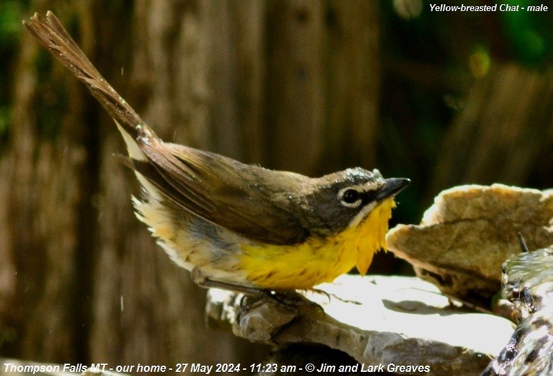 Yellow-breasted Chat - ML619681482