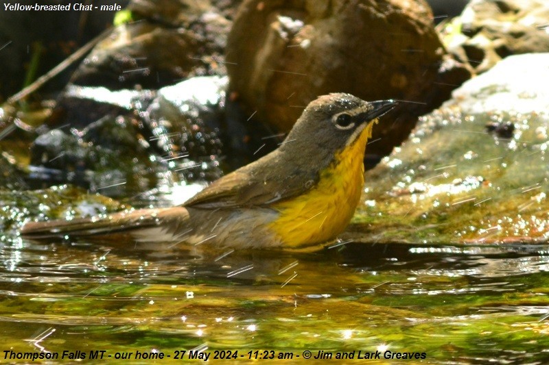 Yellow-breasted Chat - ML619681484