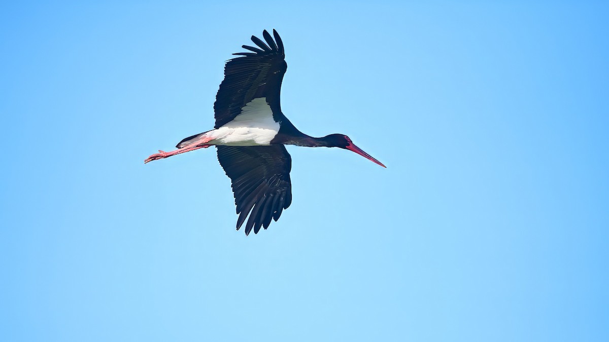 Black Stork - ML619681511