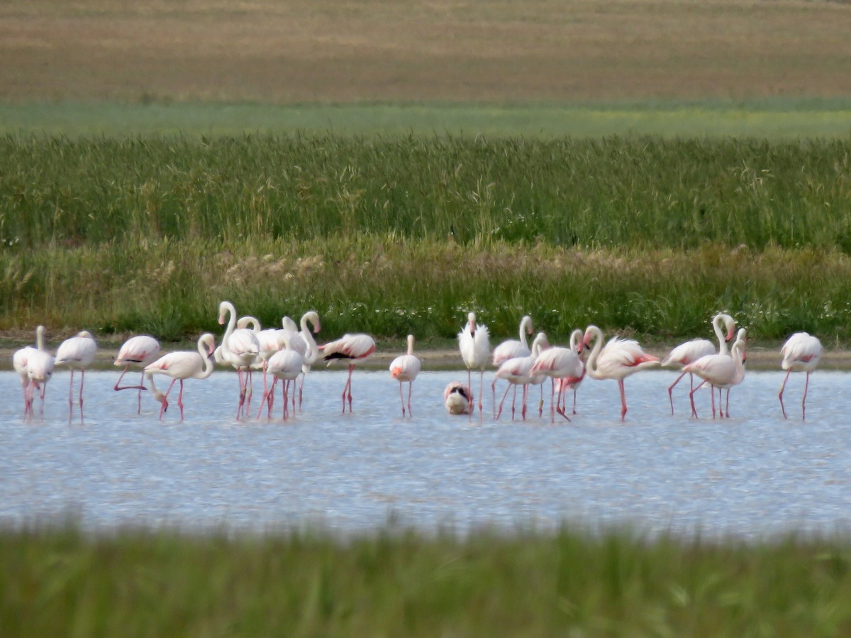 Greater Flamingo - ML619681521