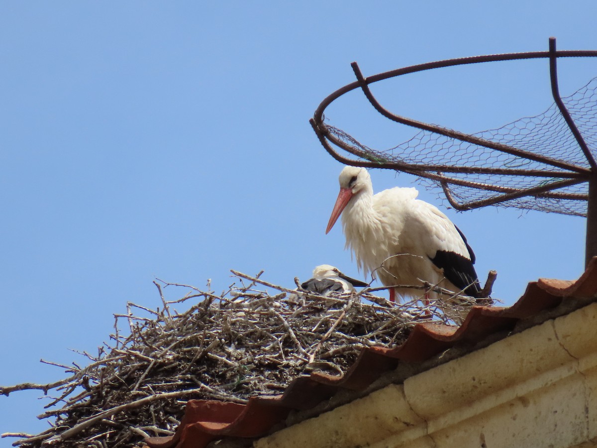 White Stork - ML619681531