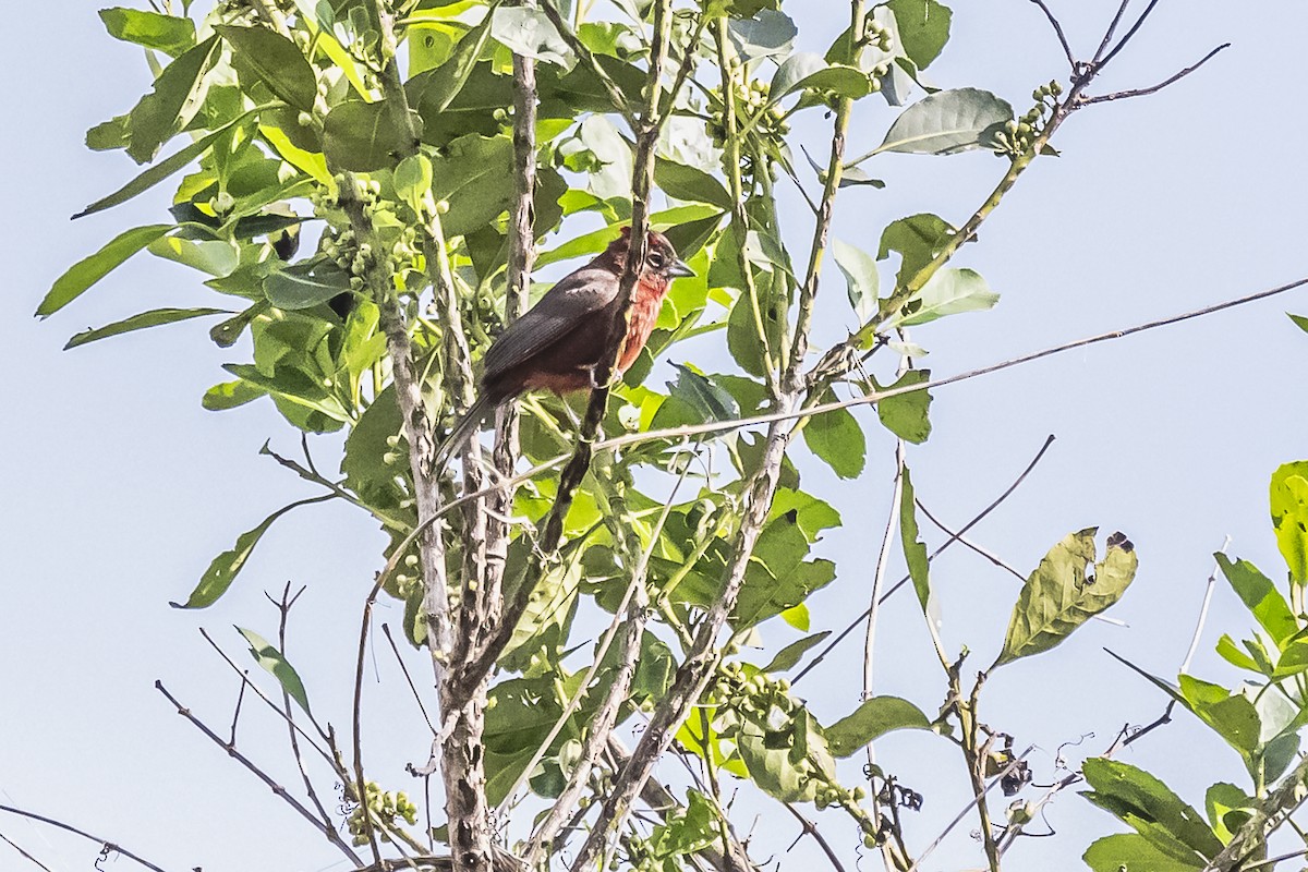 Red-crested Finch - ML619681558