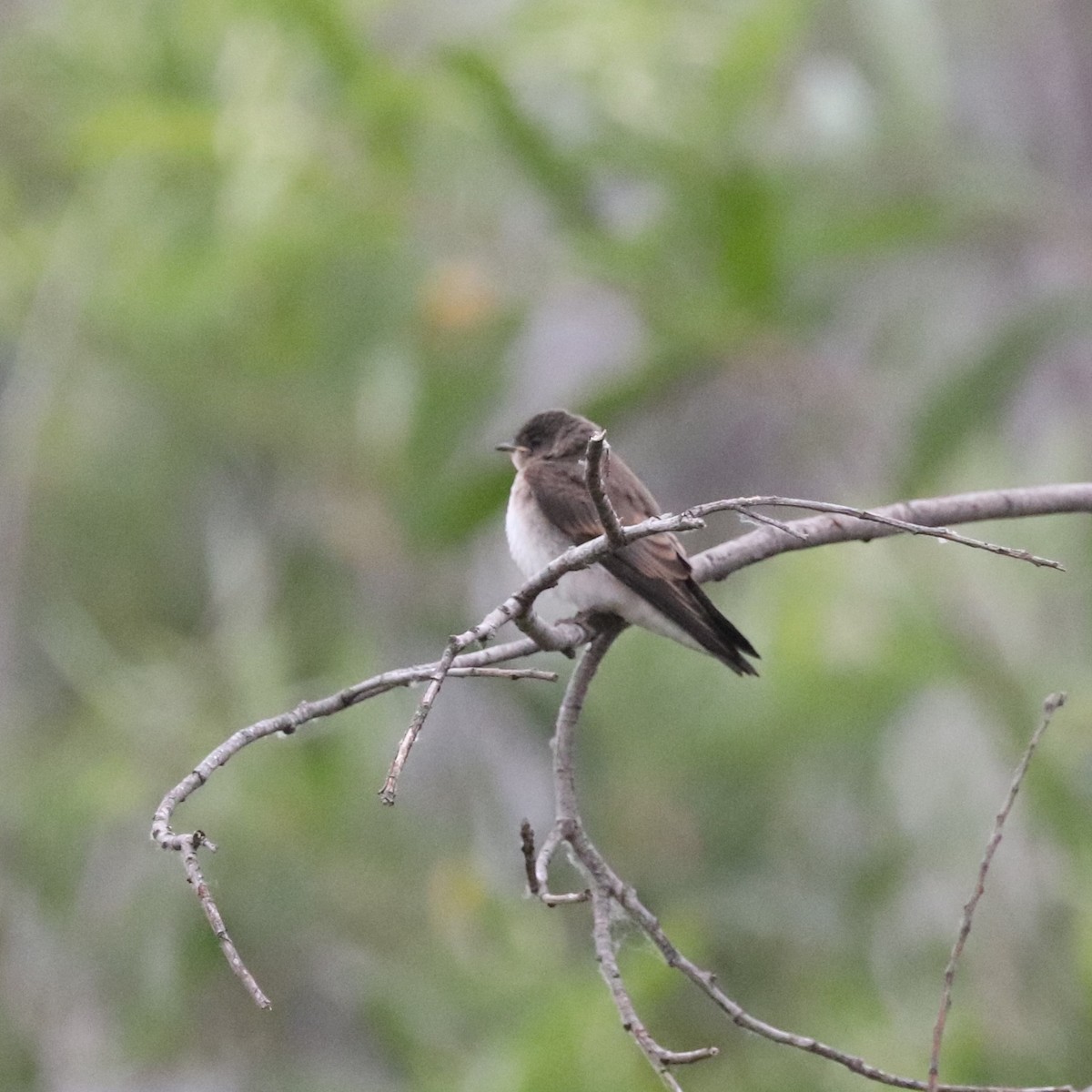 Northern Rough-winged Swallow - ML619681600