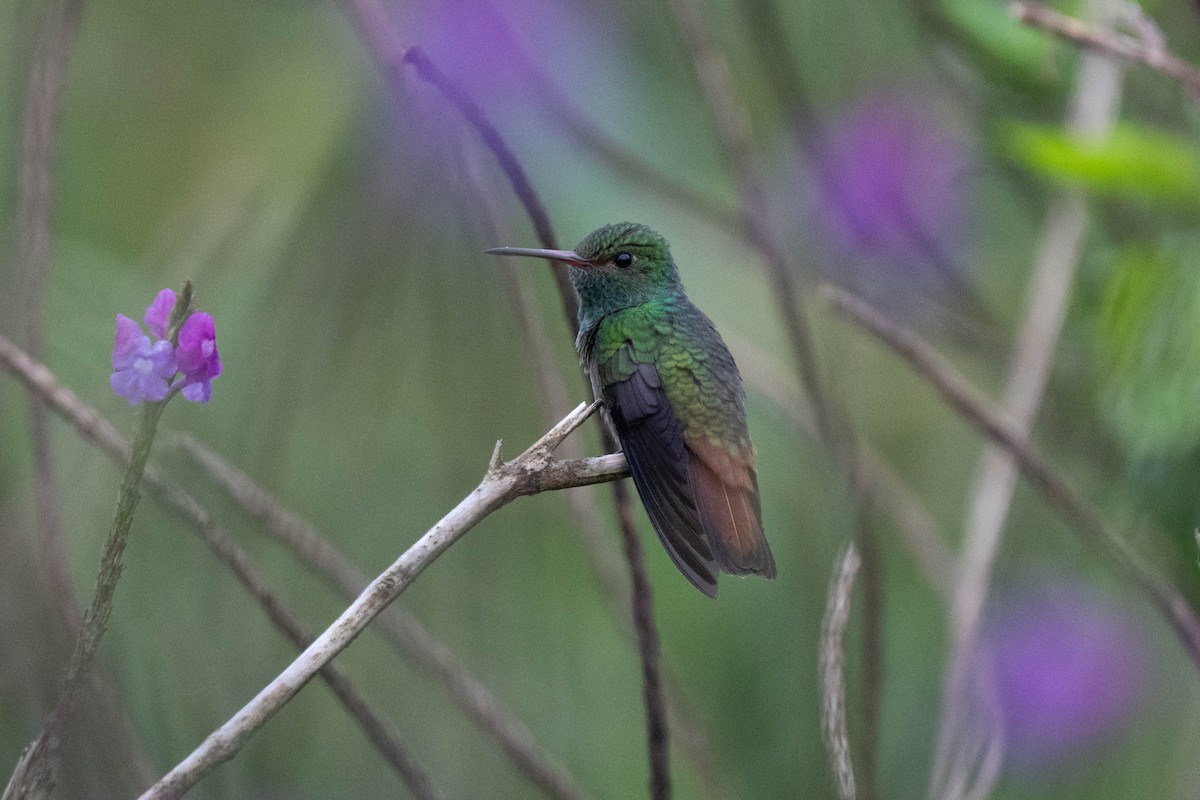 Rufous-tailed Hummingbird - ML619681616