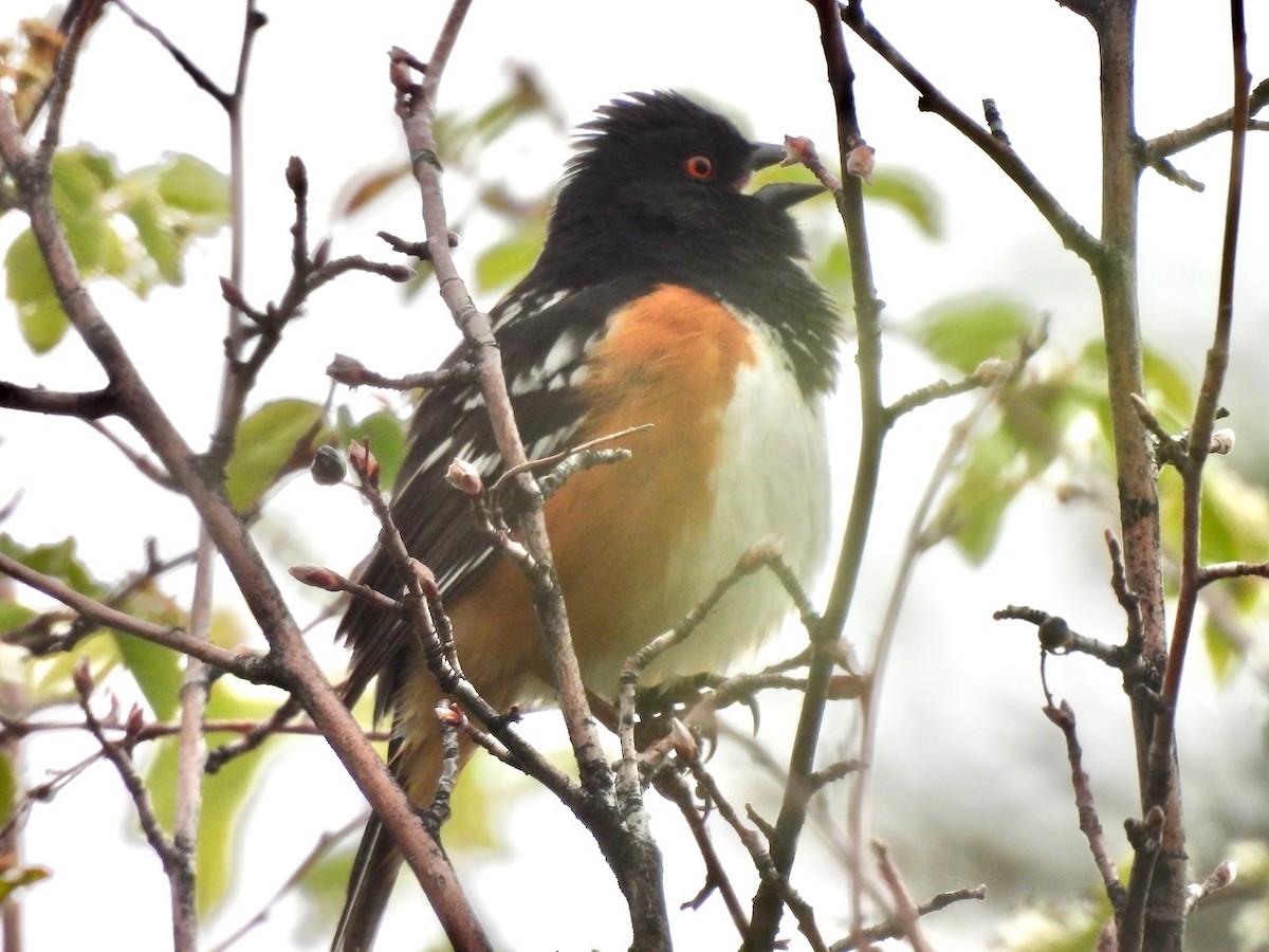 Spotted Towhee - ML619681704