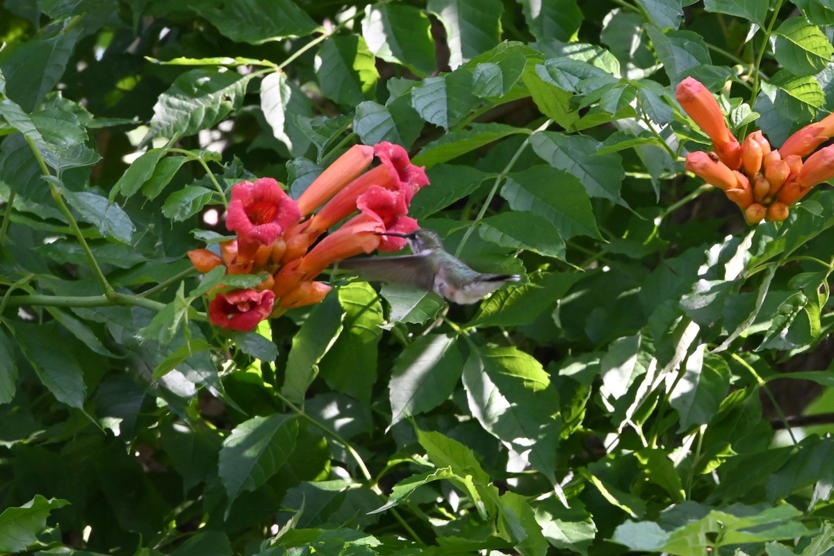 Ruby-throated Hummingbird - ML619681710