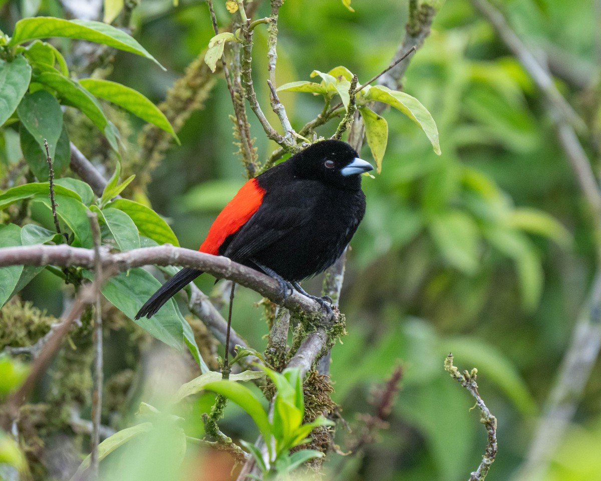 Scarlet-rumped Tanager - ML619681717