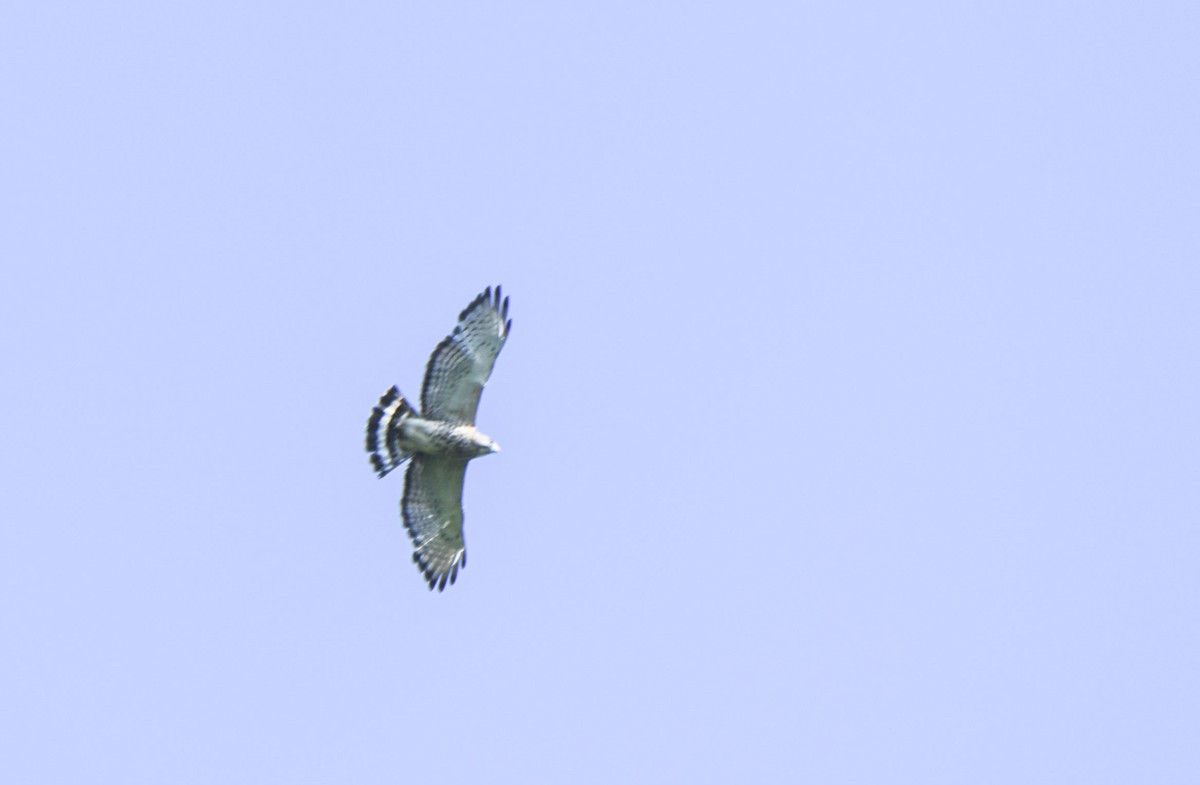 Broad-winged Hawk - ML619681721